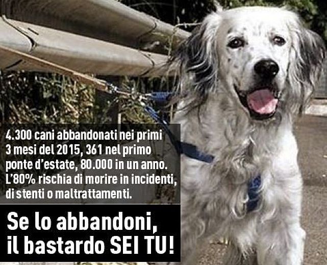 13072015 cani abbandonati