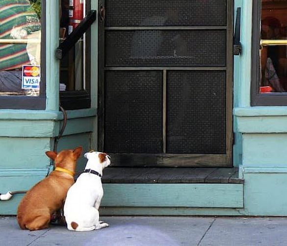 13072019 ingresso ai cani negozi