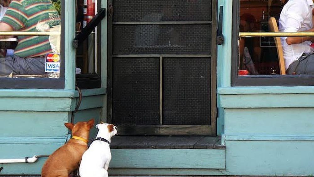 13072019 ingresso ai cani negozi