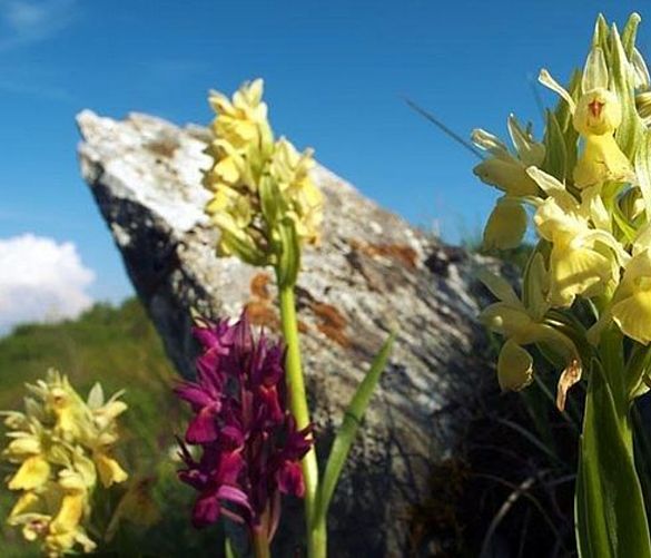 13072021 valle orchidee sassano