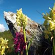 Vallo di Diano Notizie foto - 13072021 valle orchidee sassano