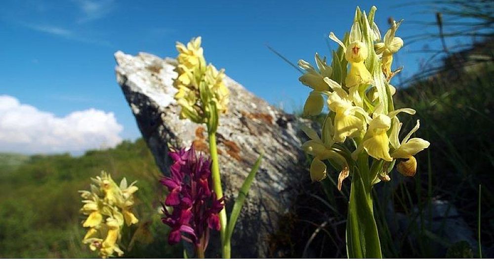 13072021 valle orchidee sassano