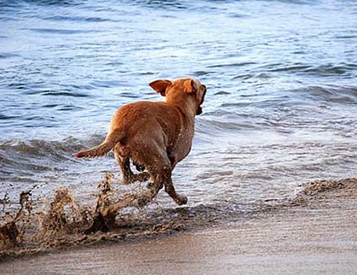 13082014 cane in mare