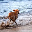 Cronaca foto - 13082014 cane in mare