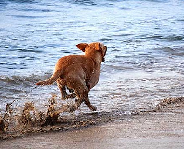 13082014 cane in mare