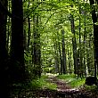 Cronaca foto - 13092016 bosco fitto