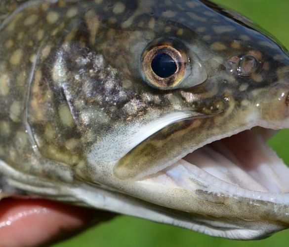 13092019 trota pesce lago