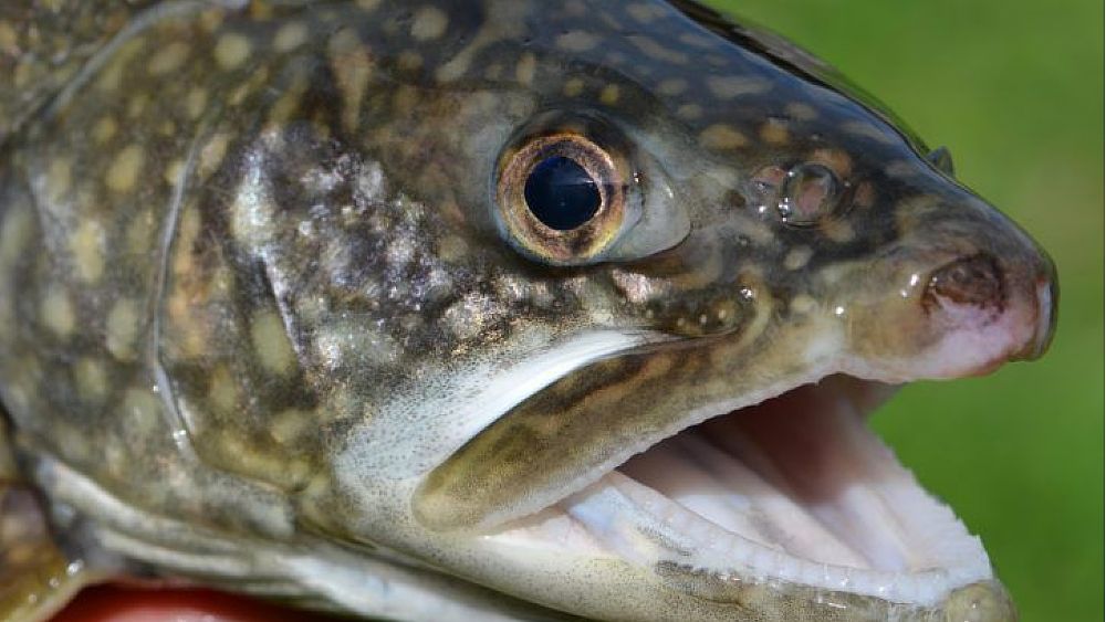 13092019 trota pesce lago