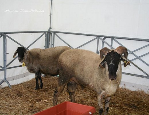 13102012 fiere di vallo ovini mostra