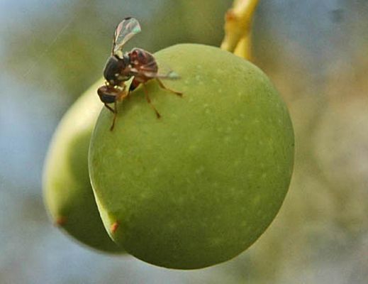 13102014 ovideposizione mosca olivo