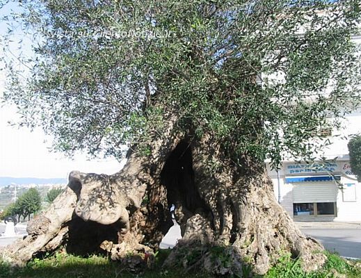 Marisa-Russo foto - 13112013 ulivo di torchiara