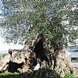 Economia foto - 13112013 ulivo di torchiara