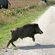 Cilento - Le ultime  Notizie foto - 13112016 incidenti cinghiali
