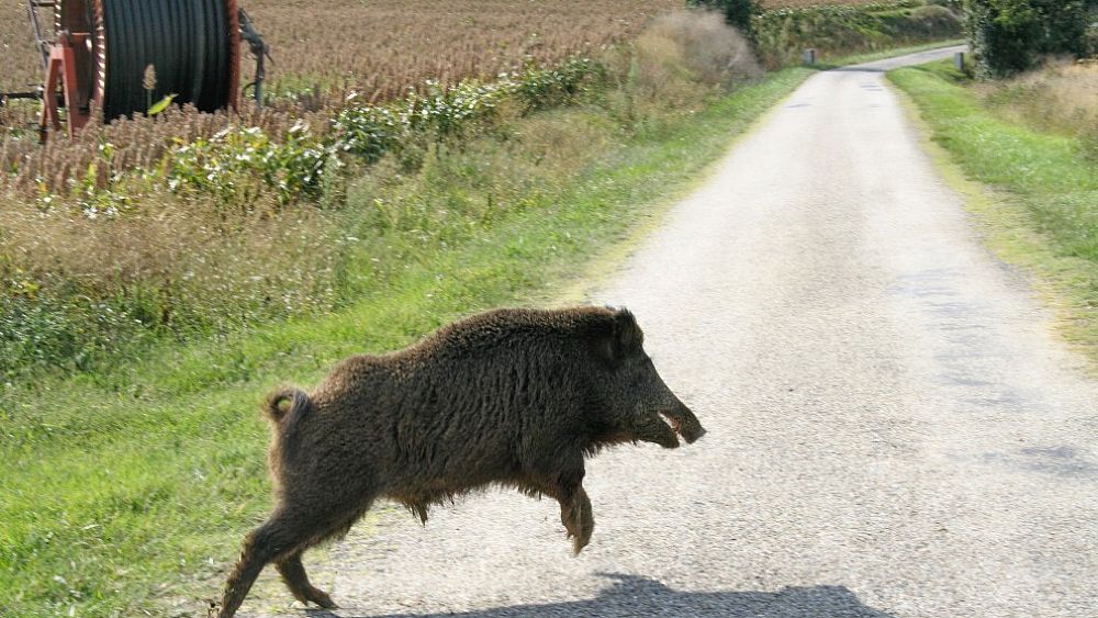 13112016 incidenti cinghiali