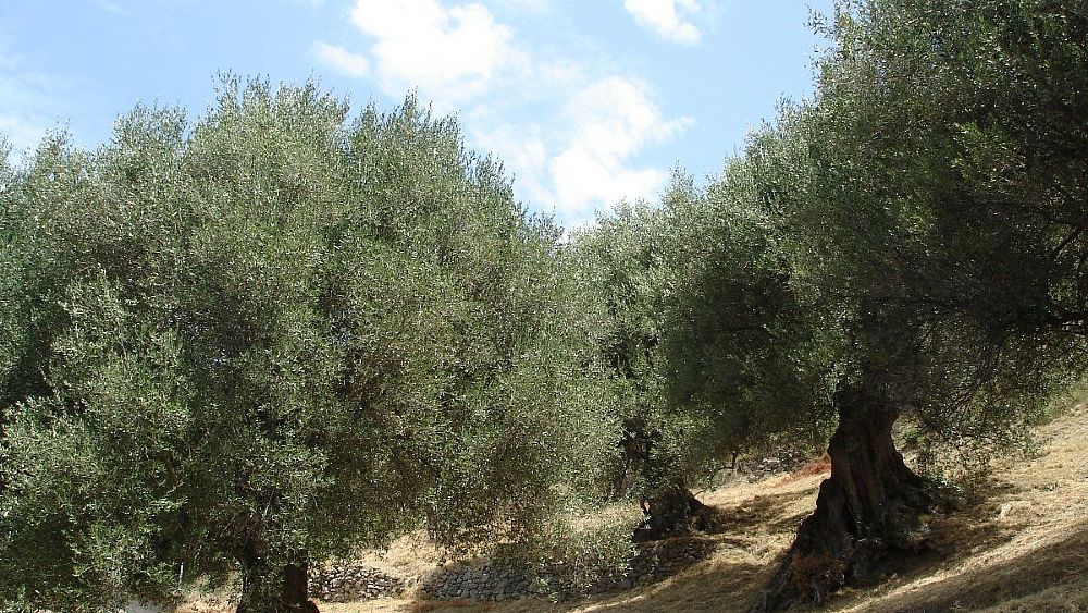 13122019 ulivi cilento