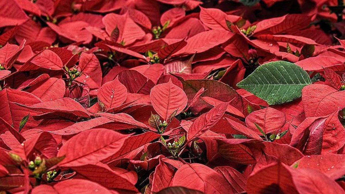 13122023 stelle di natale