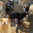 Cronaca foto - 14012014 cani gruppo