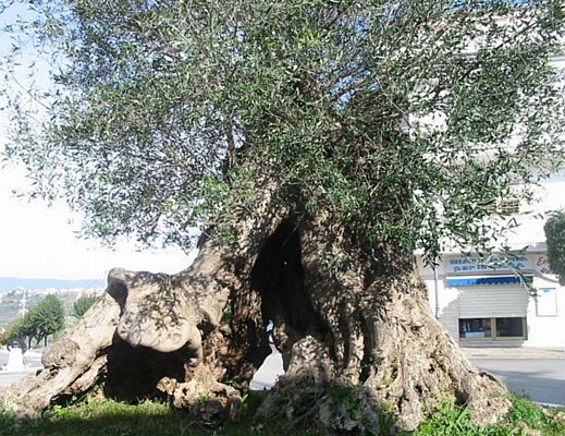 Marisa-Russo foto - 14012015 ulivo ultrasecolare sant antuono torchiara