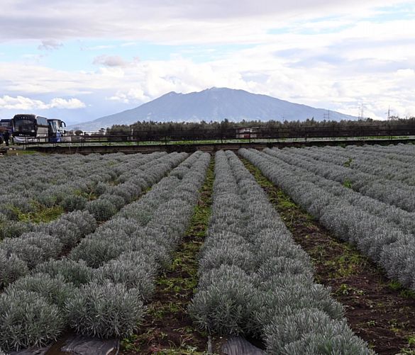 14012026 terreno agricolo