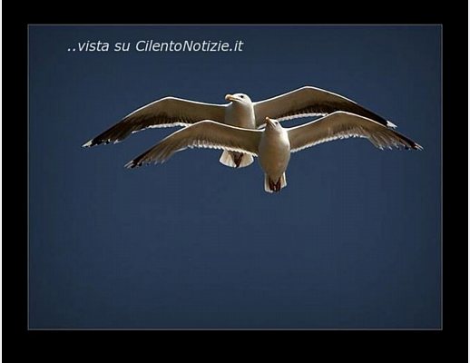 Floriana-Iuliano foto - 14022013 gabbiani san valentino