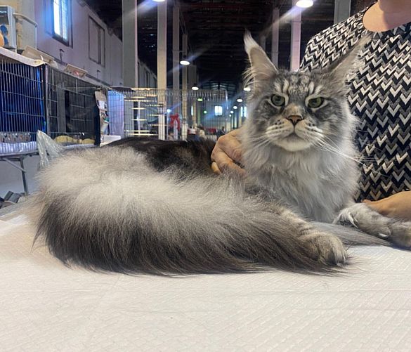 14022026 paestum cat show