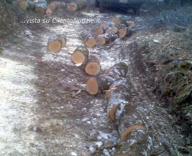 14032014 piante forestale 01