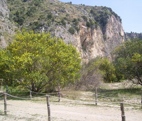 14032016 mimose aliene nel parco