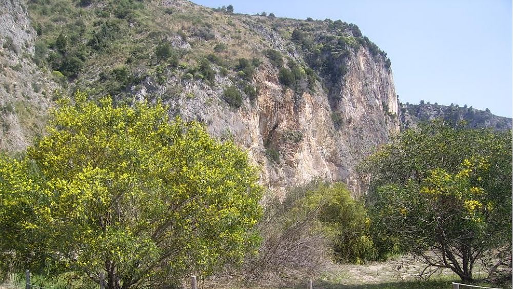 14032016 mimose aliene nel parco