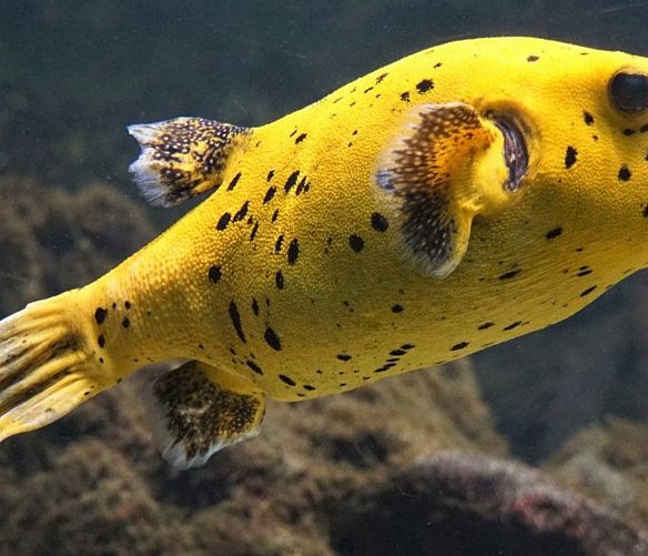 14032022 puffer fish 4870466 1920