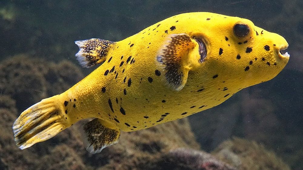 14032022 puffer fish 4870466 1920 14032022 puffer fish 4870466 1920