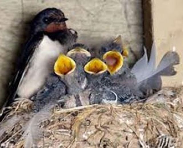 14042015 famiglia di rondini 14042015 famiglia di rondini