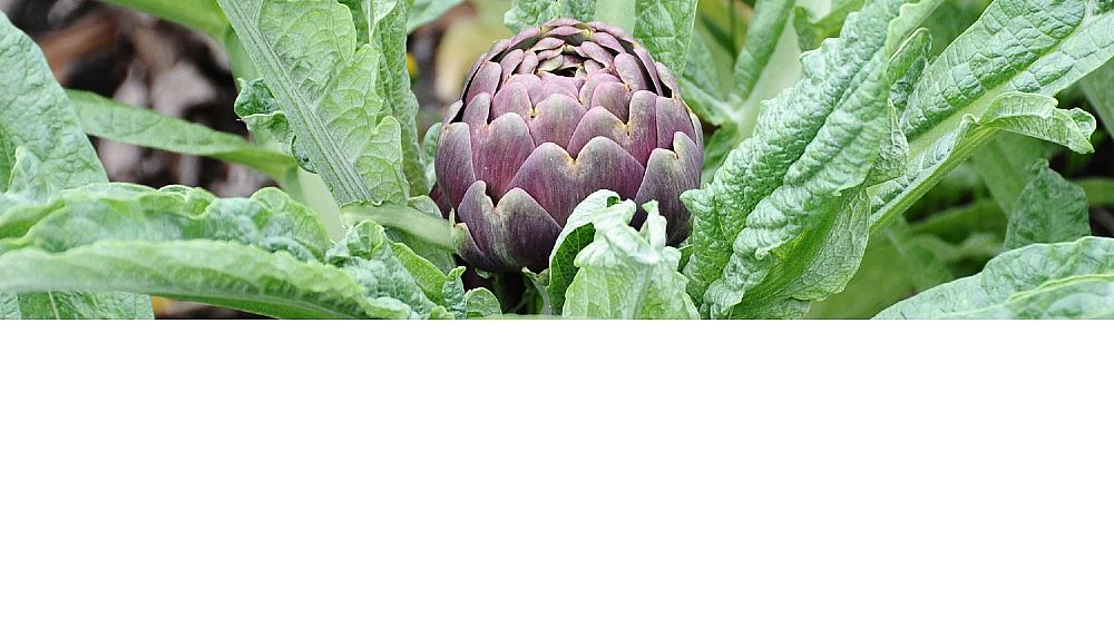 14042016 carciofo paestum
