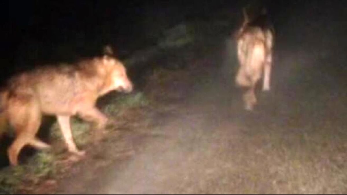 14042025 lupi cilento