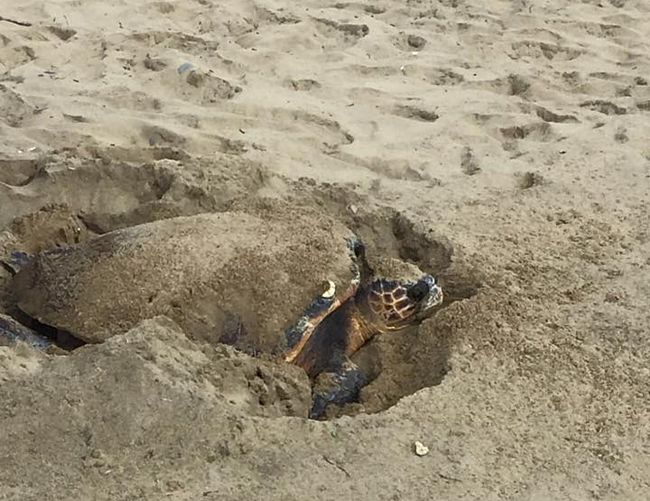 14062016 caretta caretta tartaruga acciaroli