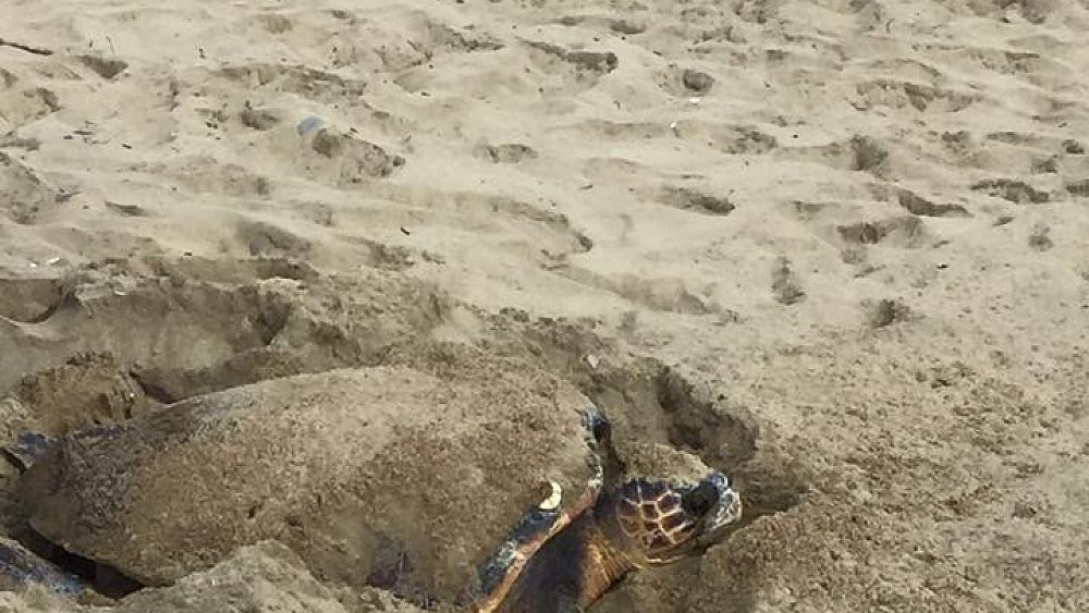 14062016 caretta caretta tartaruga acciaroli 14062016 caretta caretta tartaruga acciaroli