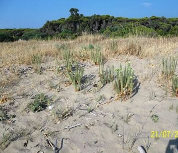 Paolo-Abbate foto - 14072016 spiaggia duna cilento
