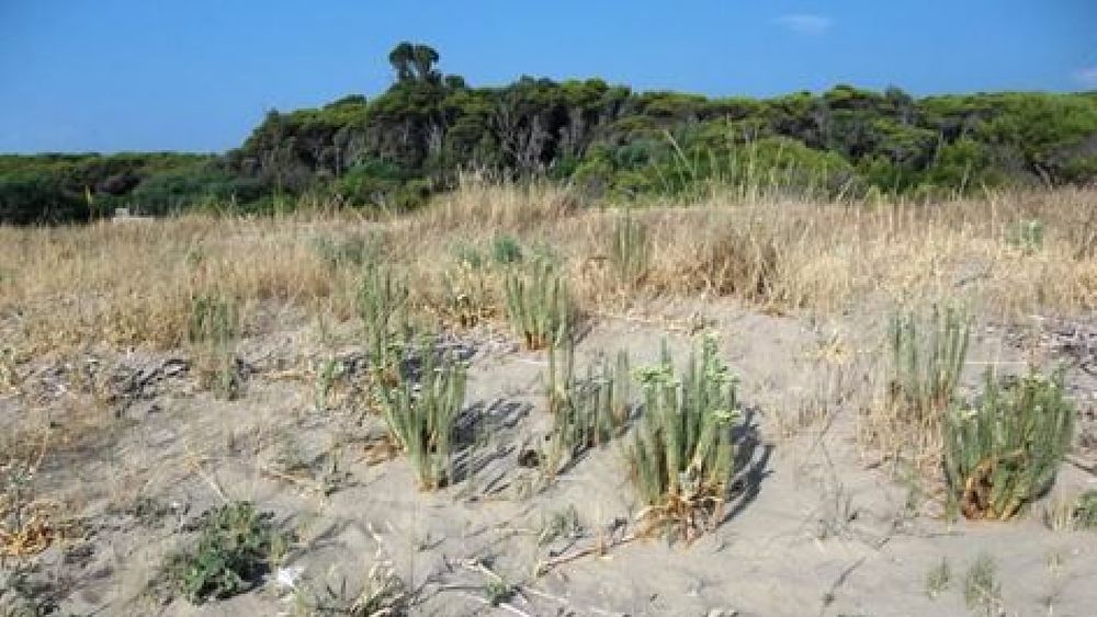 14072016 spiaggia duna cilento 14072016 spiaggia duna cilento