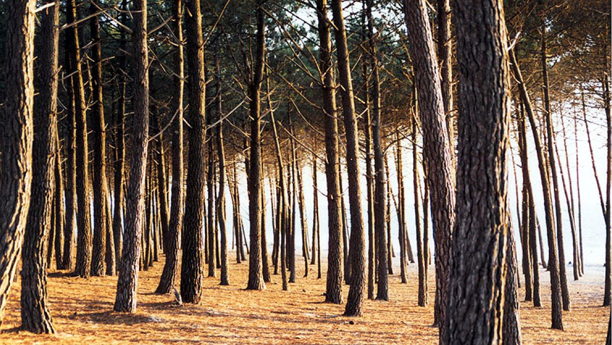 14072025 pineta 14072025 pineta