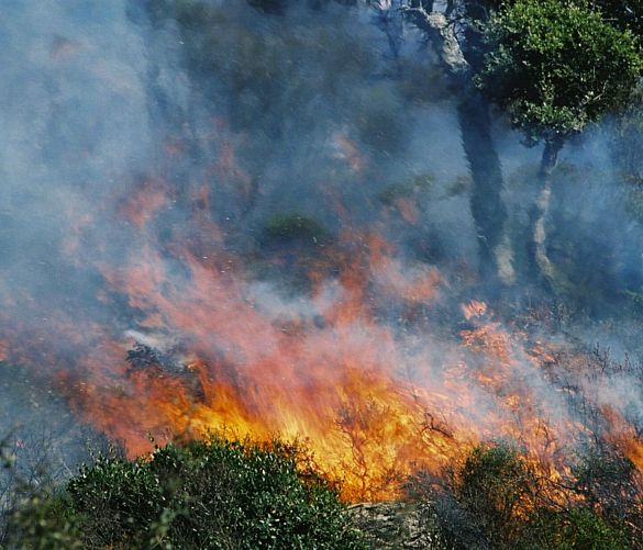 Giuseppe-Lembo foto - 14082016 incendio