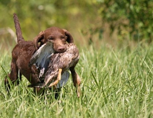 14092013 cane da caccia