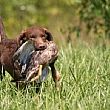 Cronaca foto - 14092013 cane da caccia