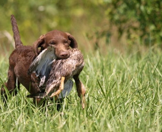 14092013 cane da caccia