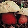 Cronaca foto - 14102014 boletus satanas