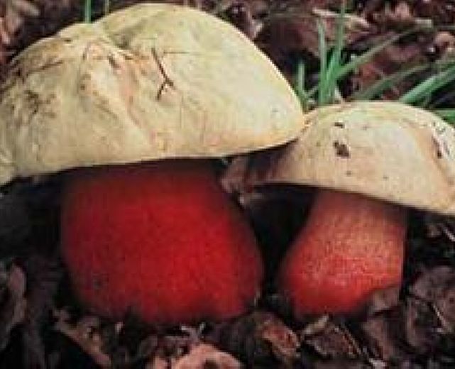 14102014 boletus satanas