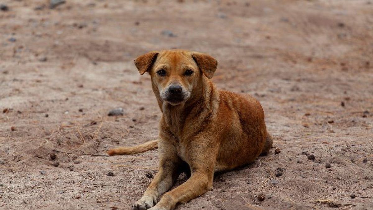 14102024 cane randagio 14102024 cane randagio