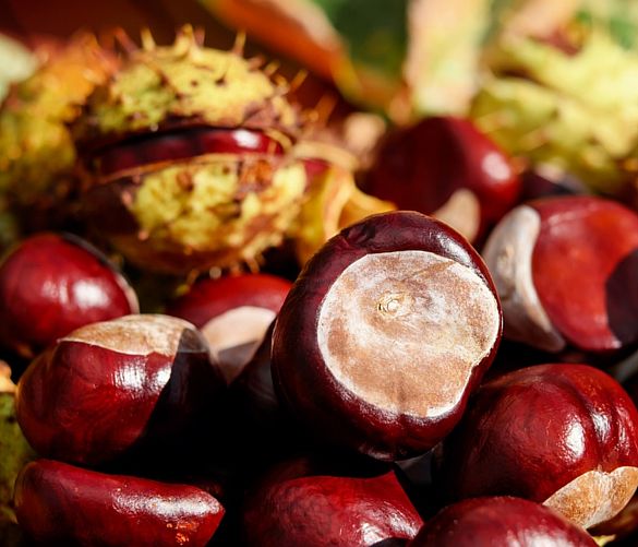 14112018 castagne