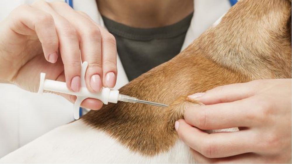 14122017 microchip cane