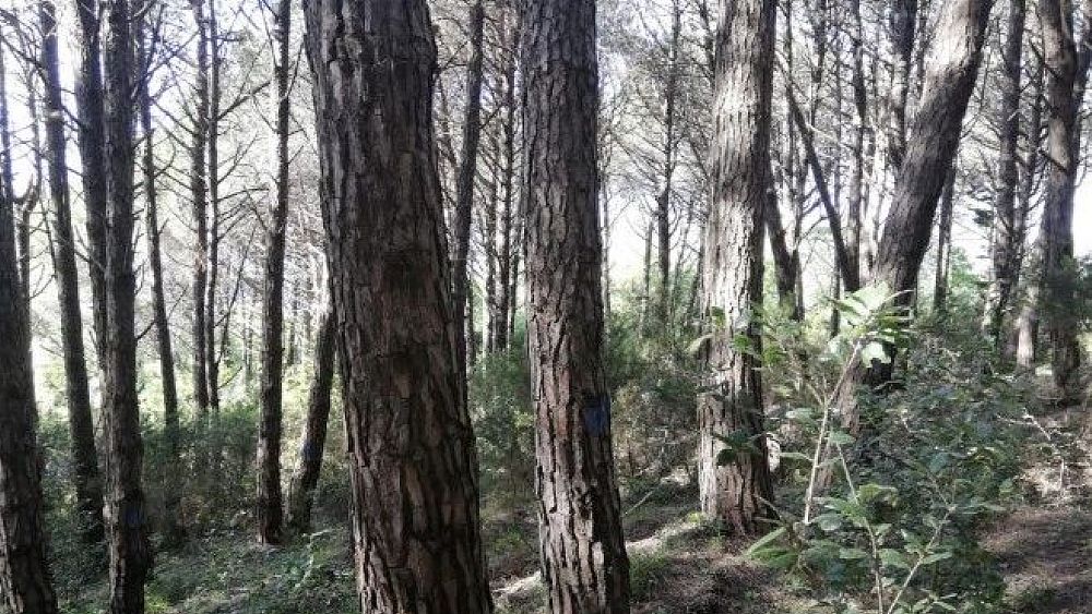 15012021 Bosco Perdifumo