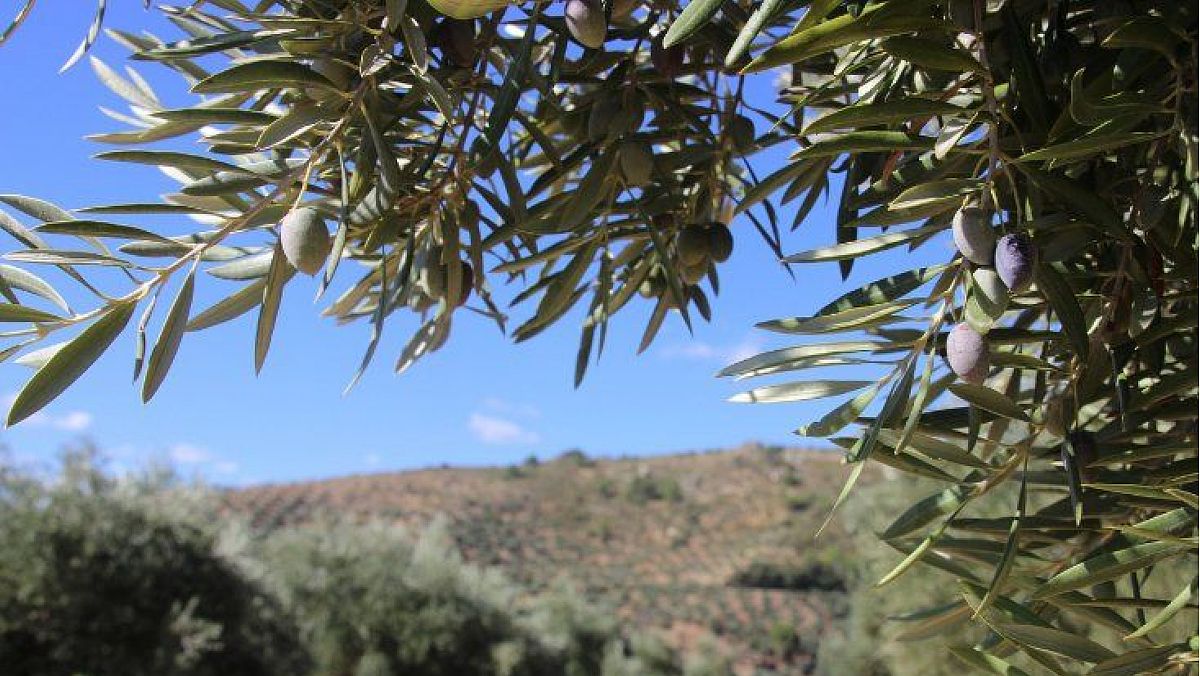 15012025 ulivi 15012025 ulivi