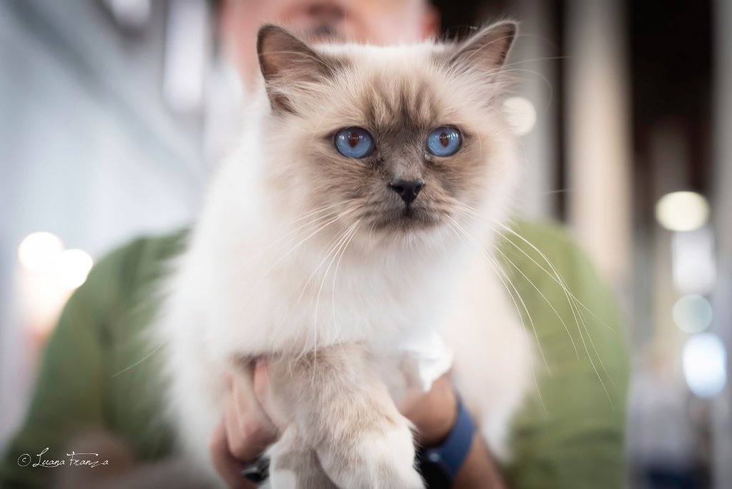 esposizione gatti a paestum